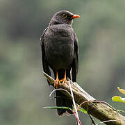 Great Thrush