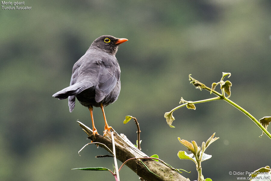 Great Thrush