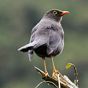 Great Thrush