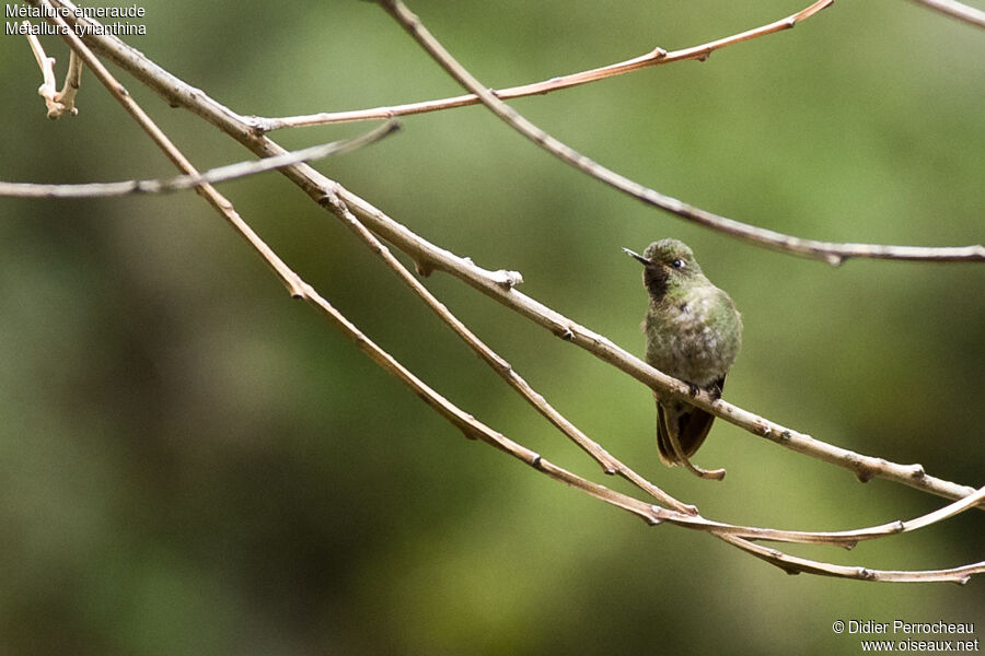 Tyrian Metaltail male adult