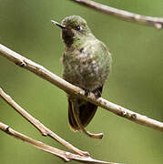 Tyrian Metaltail