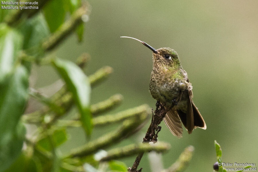 Tyrian Metaltail