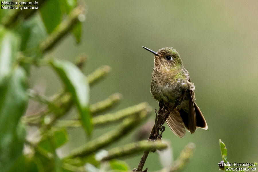 Tyrian Metaltail female adult