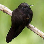 Black Metaltail