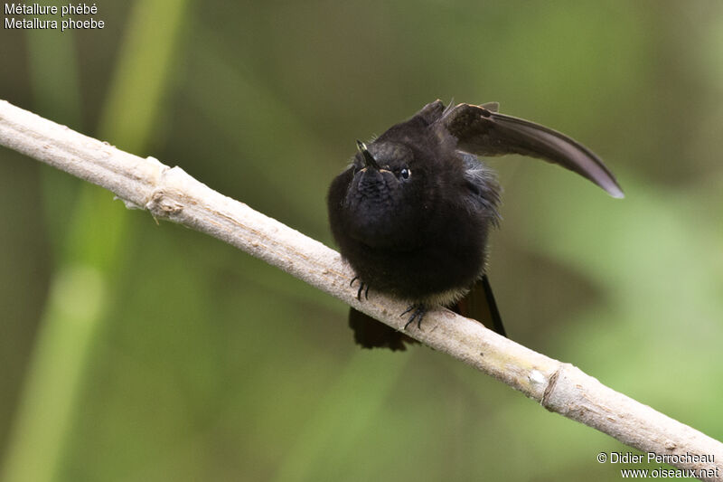 Black Metaltail female adult