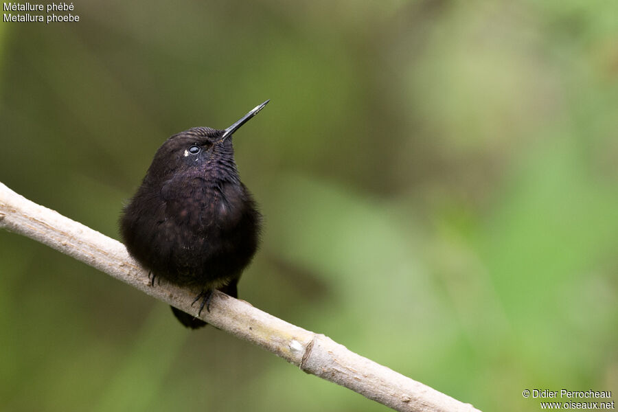 Black Metaltail female adult