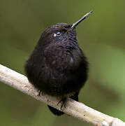 Black Metaltail