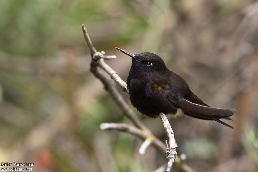 Black Metaltail female adult