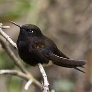 Black Metaltail