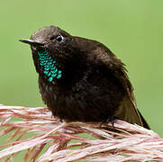 Black Metaltail