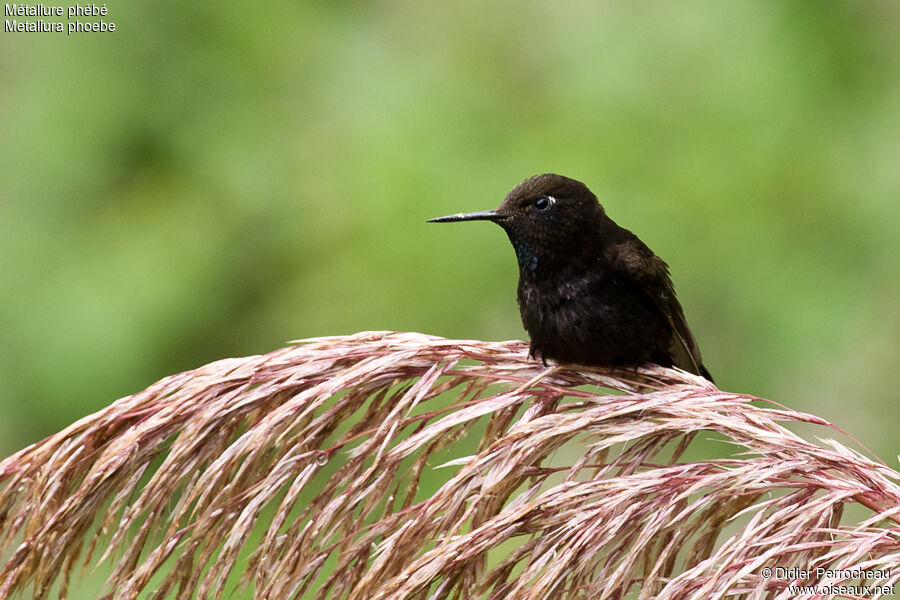 Black Metaltail male adult