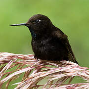 Black Metaltail