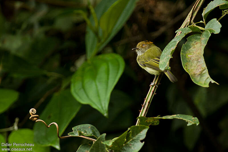 Scale-crested Pygmy Tyrantadult, habitat, pigmentation