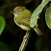 Scale-crested Pygmy Tyrant