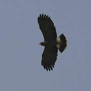 Snail Kite