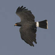 Snail Kite