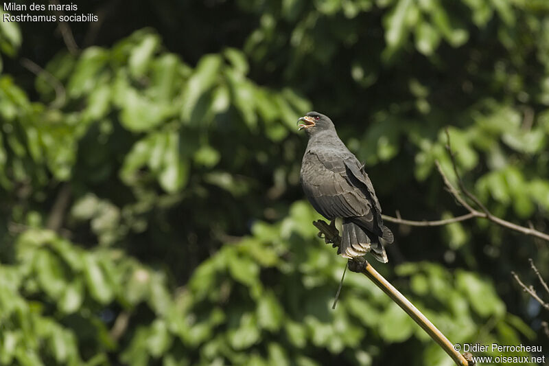 Snail Kite