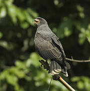 Snail Kite