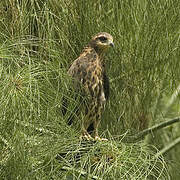 Snail Kite