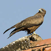 Black Kite