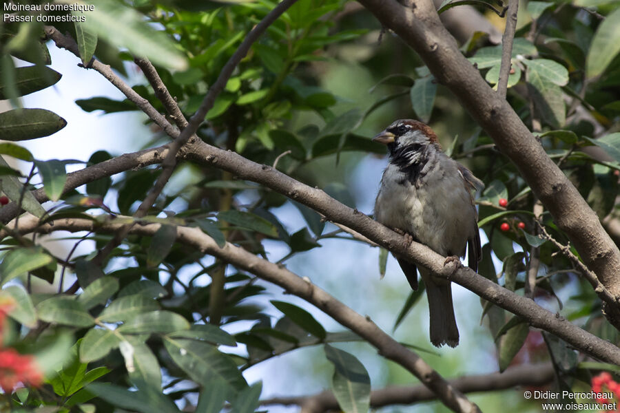 House Sparrow