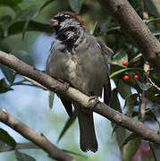 House Sparrow