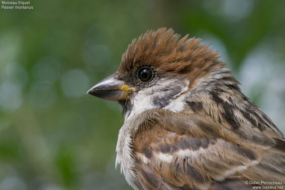 Moineau friquet