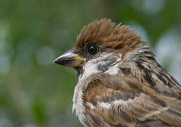 Eurasian Tree Sparrow