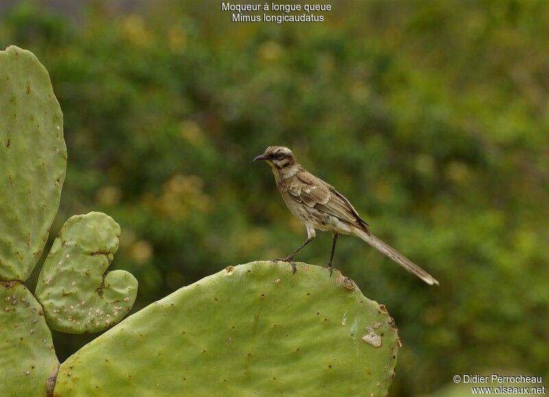 Long-tailed Mockingbird