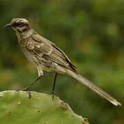 Long-tailed Mockingbird