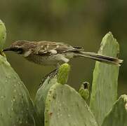 Long-tailed Mockingbird