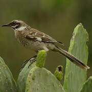 Long-tailed Mockingbird