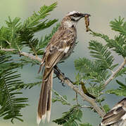 Long-tailed Mockingbird