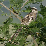 Long-tailed Mockingbird