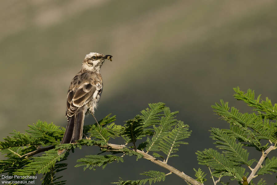 Long-tailed Mockingbirdadult, Reproduction-nesting