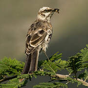 Long-tailed Mockingbird