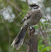 Long-tailed Mockingbird