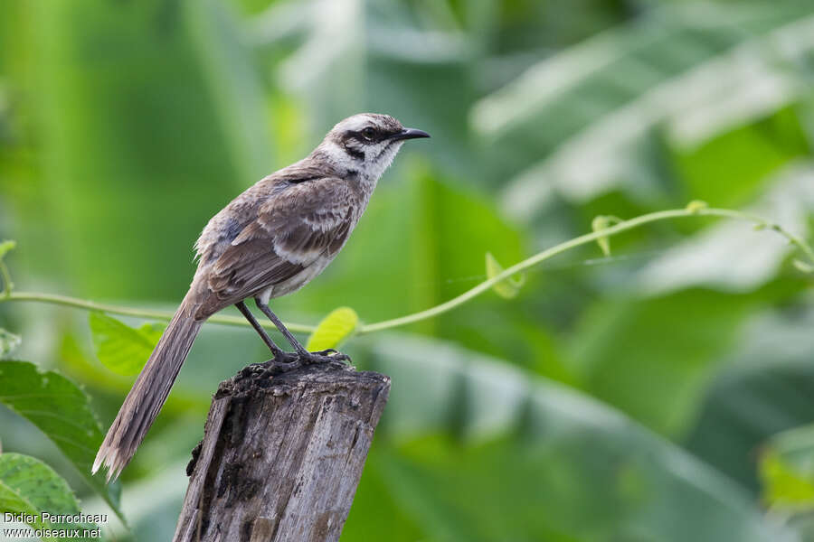 Moqueur à longue queueadulte, identification