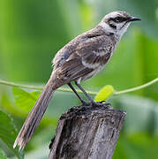 Long-tailed Mockingbird