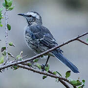 Chilean Mockingbird