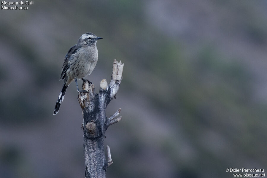 Chilean Mockingbird