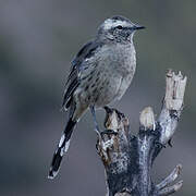 Chilean Mockingbird