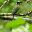 Motmot caraïbe