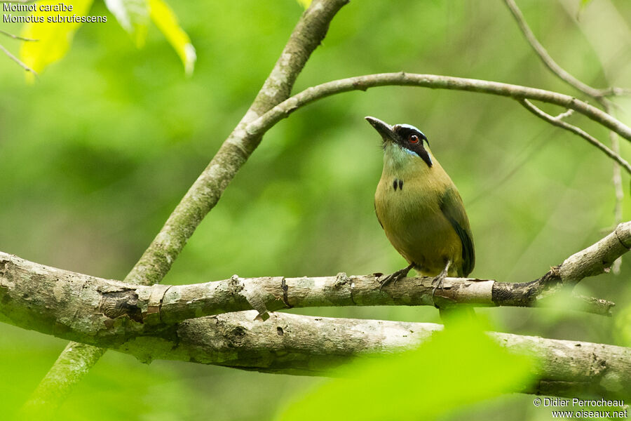 Whooping Motmot