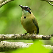 Whooping Motmot