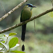 Motmot d'Équateur