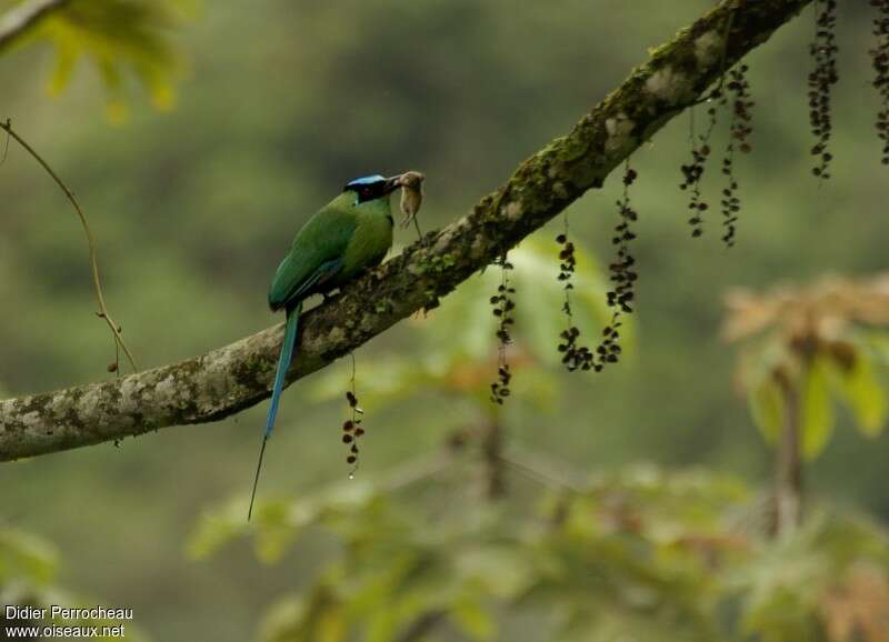 Andean Motmotadult, feeding habits, fishing/hunting