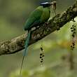 Motmot d'Équateur