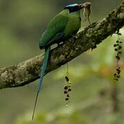 Motmot d'Équateur