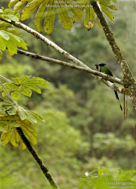 Motmot d'Équateuradulte